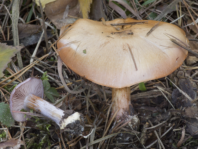 Cortinarius terpsichores